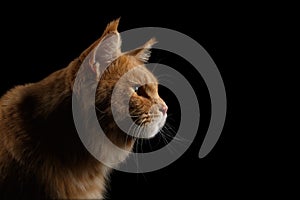 Close-up Portrait Ginger Maine Coon Cat Isolated on Black Background