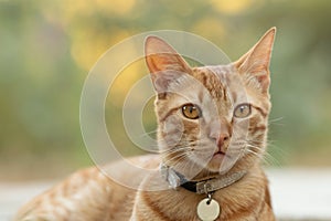 Close up portrait of a ginger male cat.