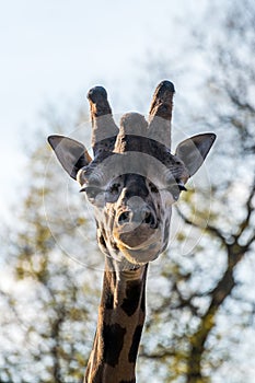 Close up portrait of a giraffe