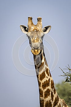 Close up portrait of a giraffe in Botswana, Africa