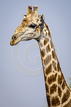 Close up portrait of a giraffe in Botswana, Africa