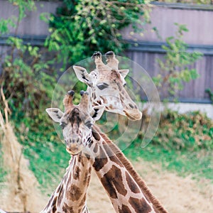 Close up portrait of giraffe camelopardalis in nature and zoo