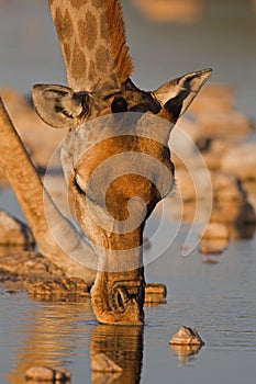 Close-up portrait of a Giraffe drinking