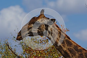 Close-up portrait of a giraffe eating leaves. Kruger National Park, South Africa.