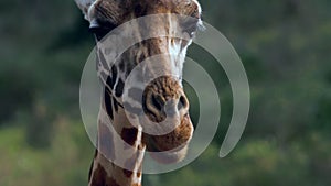 Close up portrait of giraffe (Giraffa camelopardalis) in Kenya.