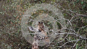 Close up portrait of giraffe Giraffa camelopardalis in Kenya.