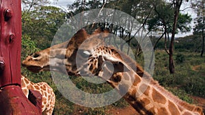 Close up portrait of giraffe Giraffa camelopardalis in Kenya.