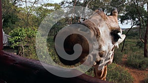 Close up portrait of giraffe Giraffa camelopardalis in Kenya.