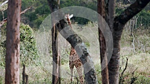 Close up portrait of giraffe (Giraffa camelopardalis) in Kenya.