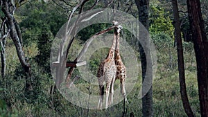 Close up portrait of giraffe Giraffa camelopardalis in Kenya.