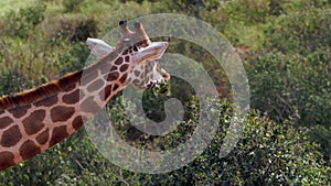 Close up portrait of giraffe Giraffa camelopardalis in Kenya.