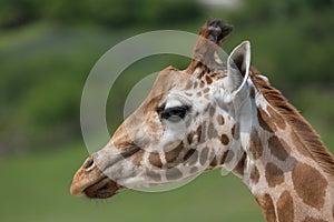 Close-up portrait of a giraffe head Giraffa Camelopardalis with green blurry background