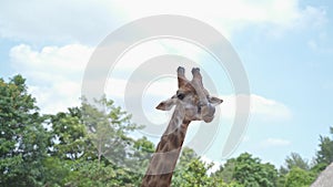 Close up portrait giraffe in tropical zoo eating food from visitor tourism. feeding animal food. giraffe head shot, chewing food