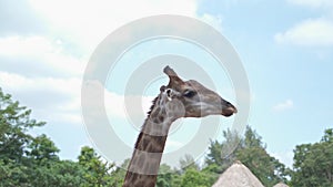 Close up portrait giraffe in tropical zoo eating food from visitor tourism. feeding animal food. giraffe head shot, chewing food