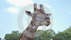 Close up portrait giraffe in tropical zoo eating food from visitor tourism. feeding animal food. giraffe head shot, chewing food