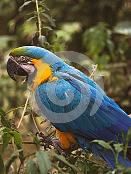 Close-up portrait of a gold and blue macaw.
