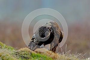 Close-up portrait of Golden Eagle with hunted fox in natural environtment