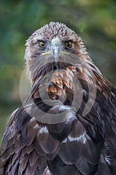 close up portrait of a golden eagle looking at camera