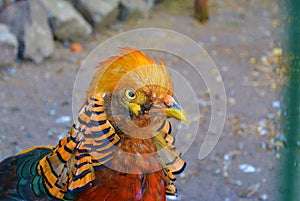 Close-up portrait of the golden pheasant - Chrysolophus pictus