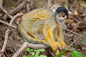 Close up portrait of Golden Squirrel Monkey Saimiri sciureus in Pampas del Yacuma, Bolivia photo