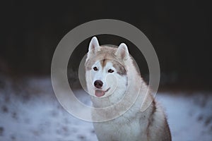 Close-up Portrait of gorgeous, prideful and free Siberian Husky dog sitting on the snow path in thedark forest in winter