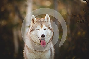 Close-up Portrait of gorgeous Siberian Husky dog sitting in the enchanting fall forest