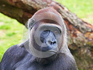 Close-up portrait of a Gorilla