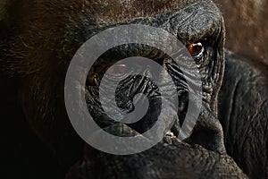 the close up portrait of a gorilla