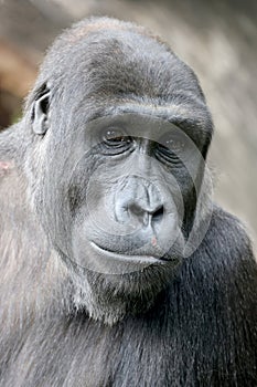 close up portrait of Gorilla