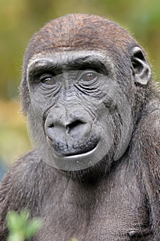 close up portrait of Gorilla