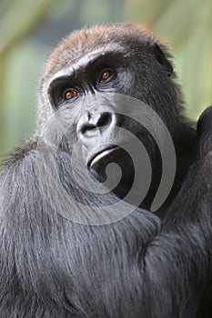 Close up portrait of gorilla ape