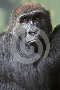 Close up portrait of gorilla ape