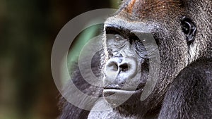 Close-up portrait of a gorilla with a wistful expression