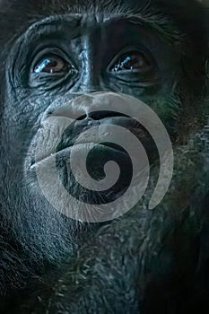 close-up portrait of a gorillas face