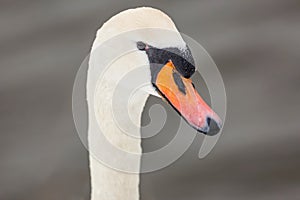 Close-up portrait of a graceful white mute swan