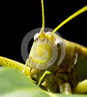 Close-up portrait of a grasshopper in nature