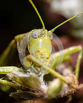 Close-up portrait of a grasshopper in nature