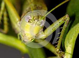 Close-up portrait of a grasshopper in nature