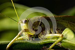 Close-up portrait of a grasshopper in nature