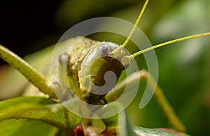 Close-up portrait of a grasshopper in nature