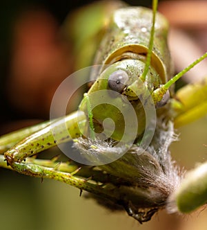 Close-up portrait of a grasshopper in nature