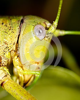 Close-up portrait of a grasshopper in nature