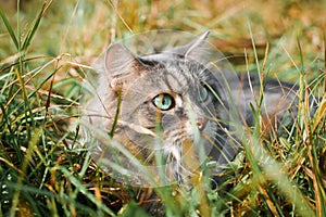 Close-up portrait of gray cat with big green eyes sitting, hiding in grass in nature. Fluffy Siberian cat