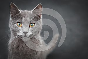 Close-up portrait of gray cat with yellow eyes. The muzzle of a gray cat with yellow eyes. Selective focus