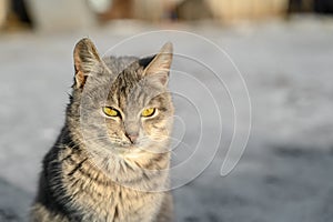 Close-up portrait of gray cute domestic cat