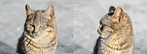 Close-up portrait of gray cute domestic cat sitting on dirty snow outdoors.