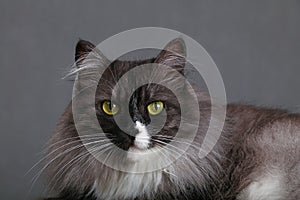 Close up portrait of gray domestic cat