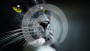 Close-up portrait of a gray domestic cat with yellow eyes and a black nose. A pet. Macro