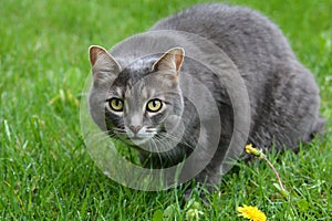 Close up portrait of a gray house cat