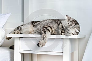 Close up portrait of gray striped scottish cat lies in cozy bright bedroom interior. Sleeping, boring, relax lazy